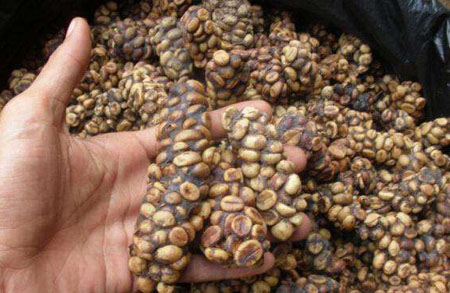 Kopi Luwak Coffee Beans and Cup